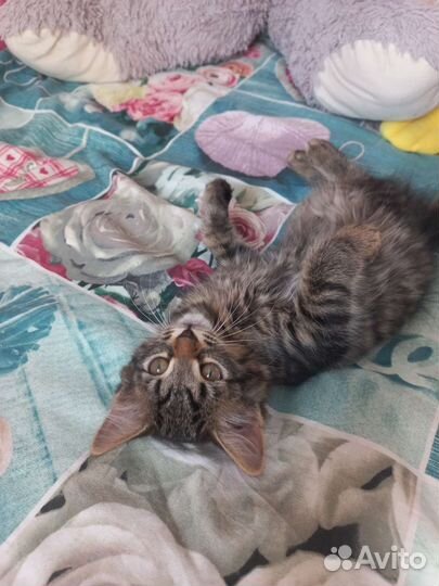 Котик 5 месяцев
