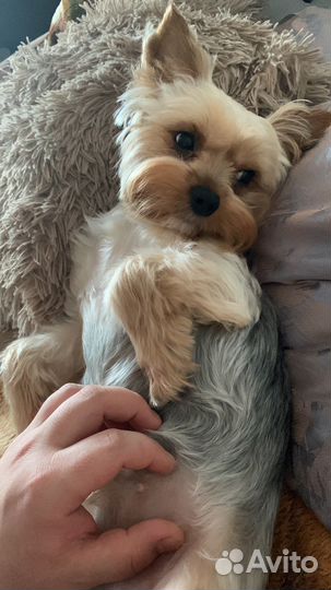 Йоркширский терьер щенки стандарт