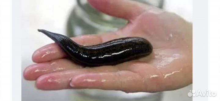 Пиявки медицинские в калининграде