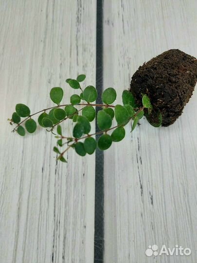 Метросидерос перфората