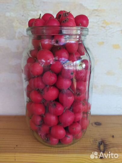 Боярышник, скрещенный с шиповником