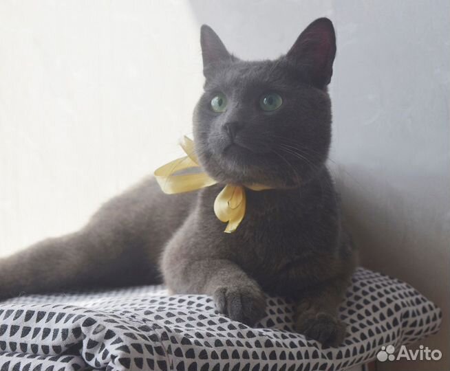 Пожалуйста, помогите коту