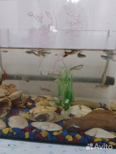 Аквариумные рыбки гуппи