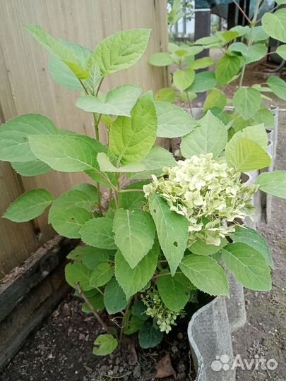 Гортензия древовидная