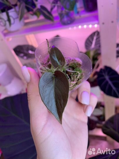 Алоказия купрея