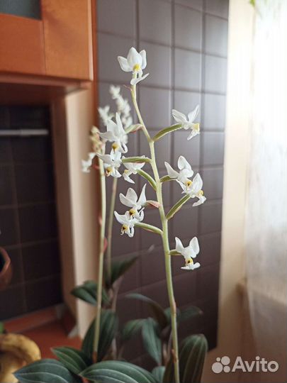 Орхидея Лудизия