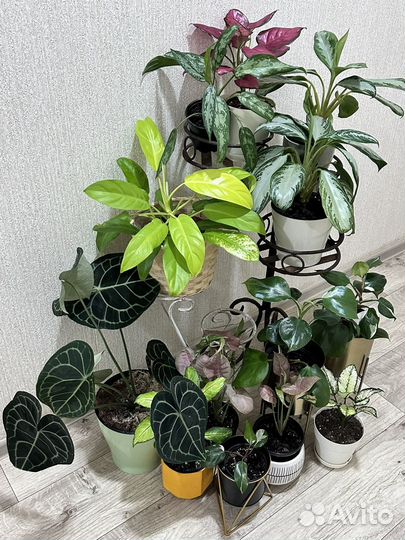 Комнатные растения цветы