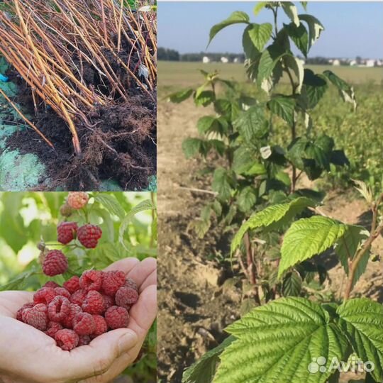 Саженцы Малины. 1 летка. Свое кфх. Беларусь