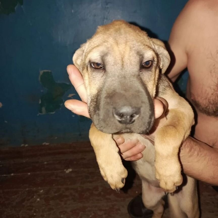 Щенуля -Помесь шарпейчика ждет Новогоднее чудо