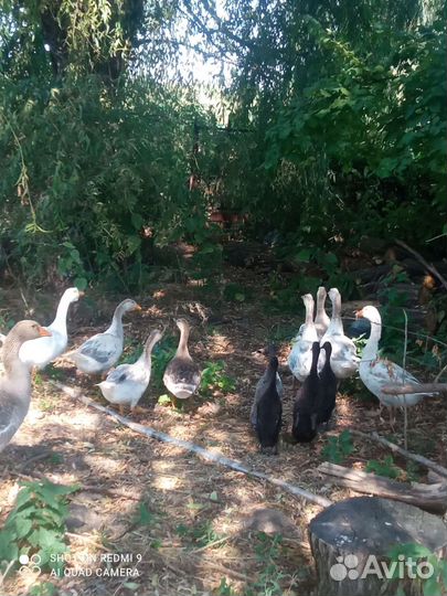 Гуси, индийские бегунки