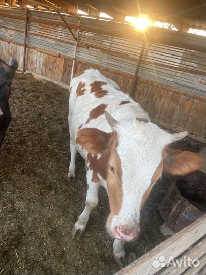 Телки с откорма