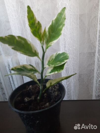 Педилантус