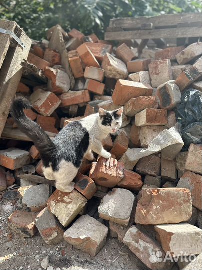 Котенок бесплатно