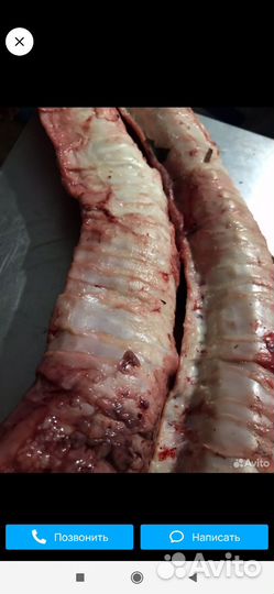 Корм для собак