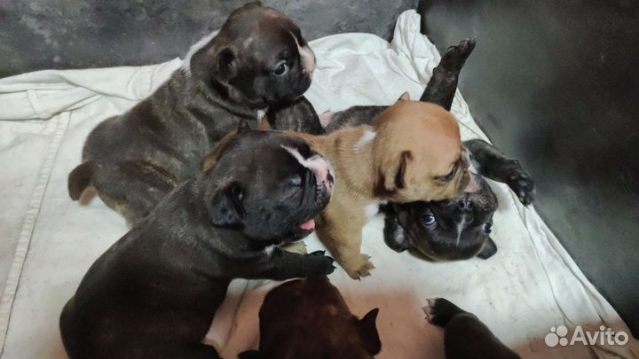 Маленькая собака