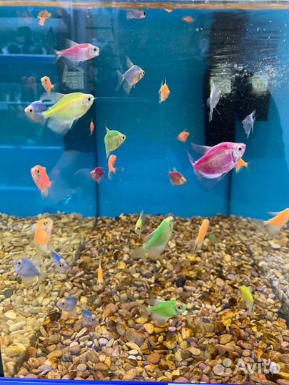 Аквариумные рыбки