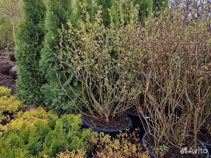 Голубика садовая