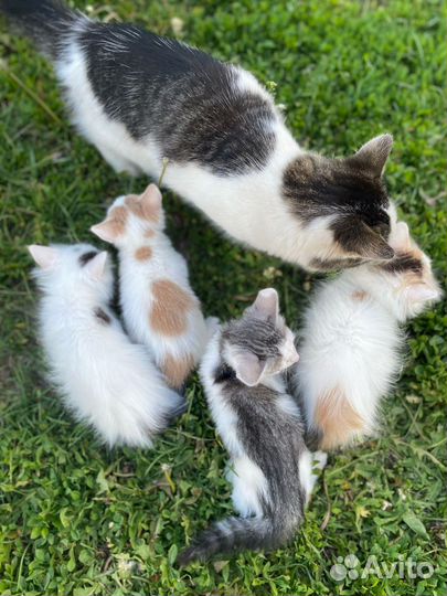 Котята