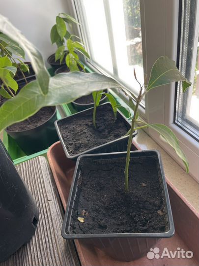 Экзотические комнатные растения