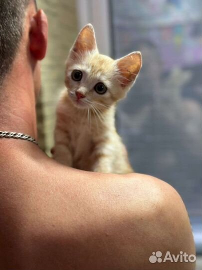 Рыжий котенок в добрые руки