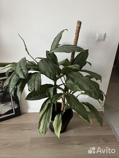 Диффенбахия в горшке