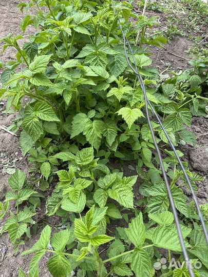 Саженцы жёлтой малины