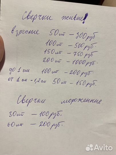 Сверчки двупятнистые. Кормовые насекомые