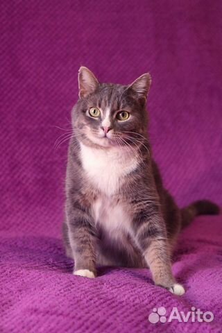 Ласковый котик метис британца объявление продам