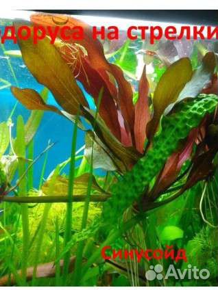Растения 21 вид, рыбки, креветки