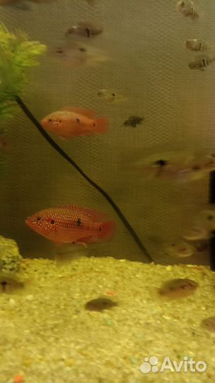 Хромис красавец, акары бирюзовые