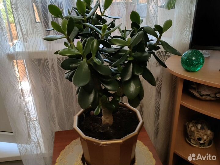 Денежное дерево