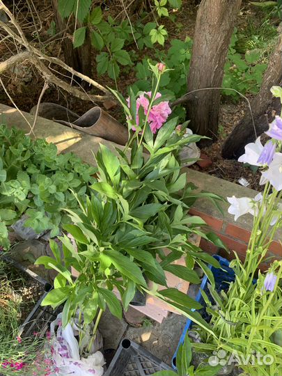 Цветы многолетники