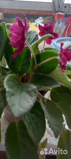 Сортовые фиалки