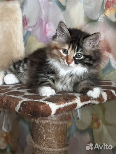 Котята курильский бобтейл