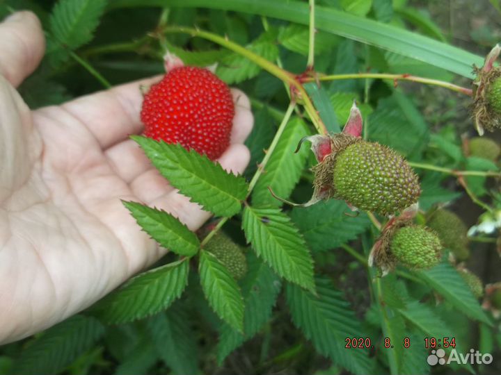 Саженцы малины жёлтой и красной
