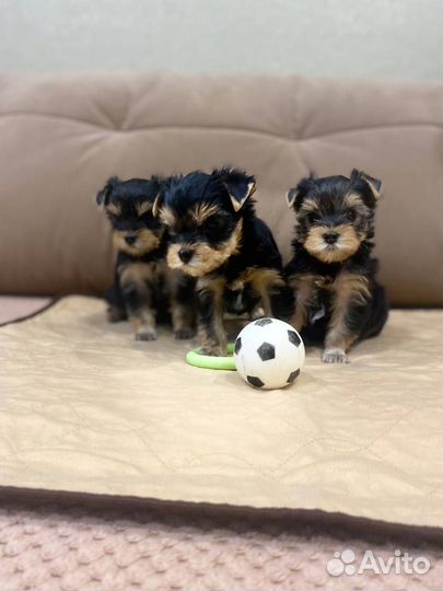 Йоркширский терьер