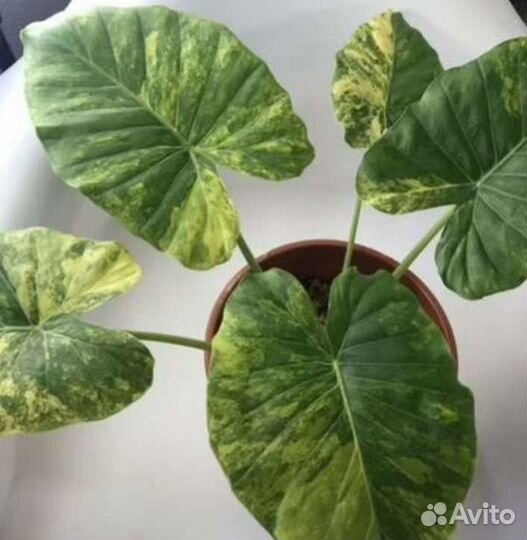 Алоказии вариегатные Альбом 3 (клубни,детки,взрос)