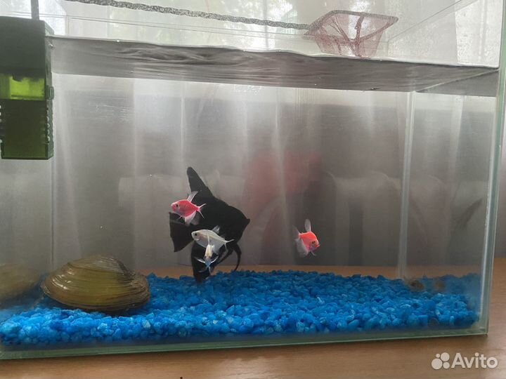 Аквариум