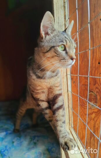 Котей в добрые руки