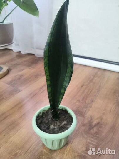 Сансевиерия Уитни