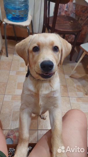Лабрадор щенок