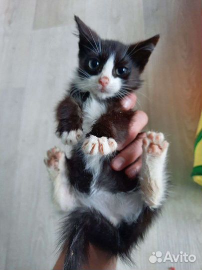 Маленький пушистик