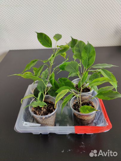 Фикус Регидан