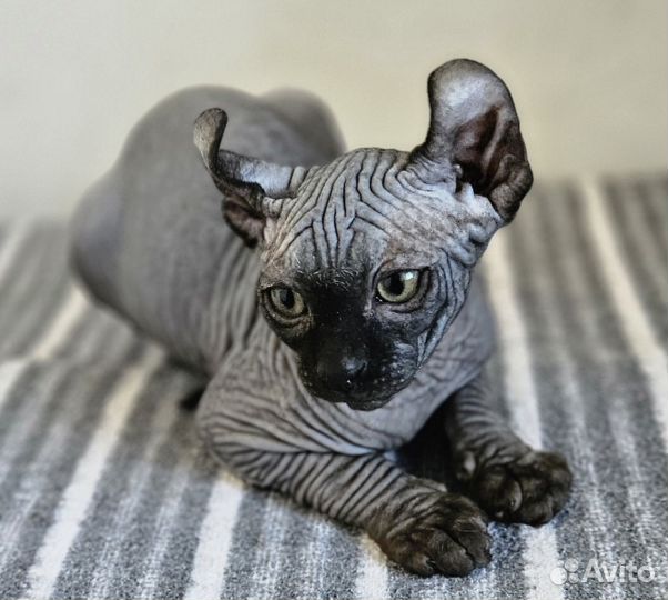 Эльф мальчик