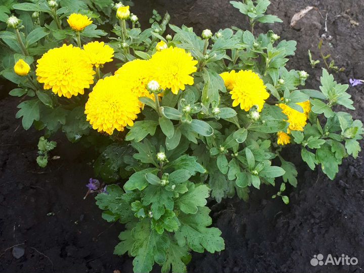 Хризантема корейская