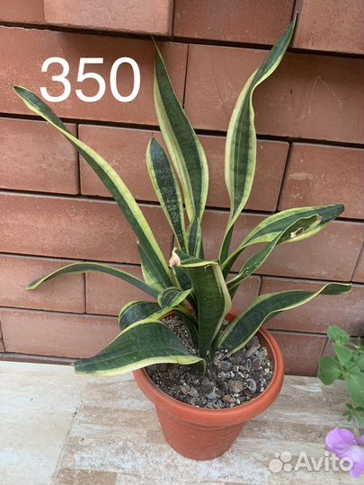 Разные комнатные растения