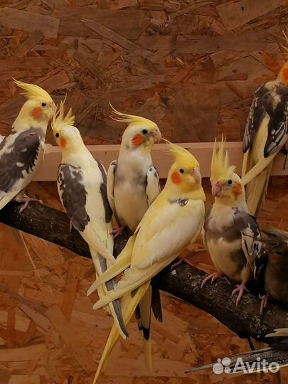 Попугай карелла и какарики