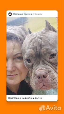 Экспресс линька, вычес собак. Красносельский р -н