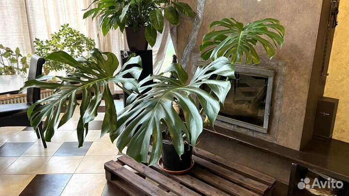 Монстера крупнолистный гигант, d листа 65 см