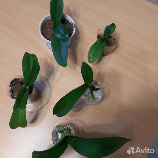 Детки орхидей